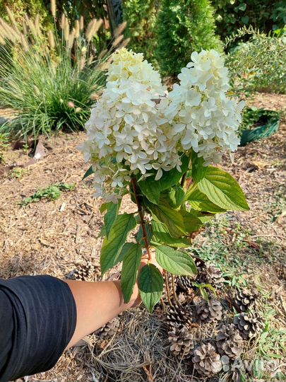 Гортензия метельчатая опт
