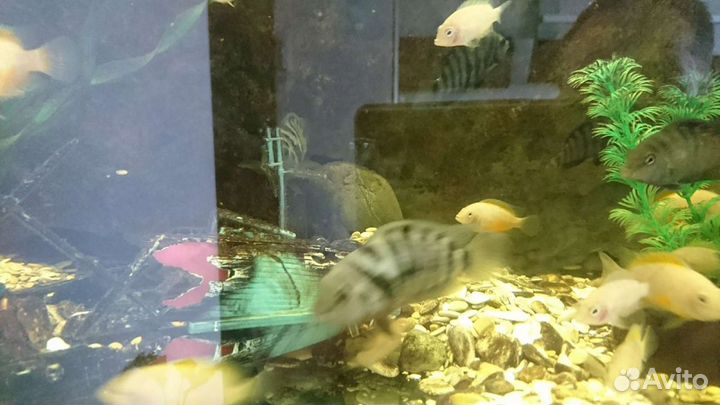 Аквариумные рыбки цихлиды