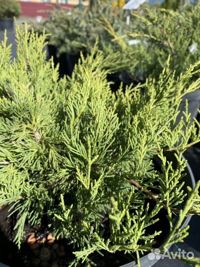 Можжевельник средний Олд Голд