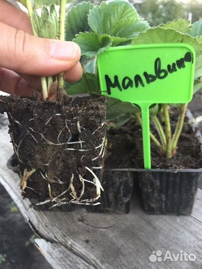 Саженцы-Рассада Клубники