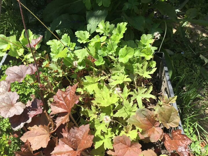 Саженцы многолетних