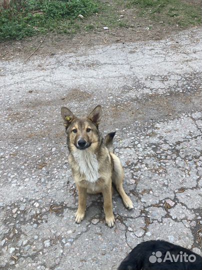 Собаки бесплатно в добрые руки
