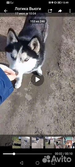 Потерялась хаски