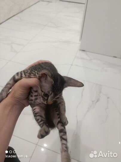 Кошка в дар бесплатно