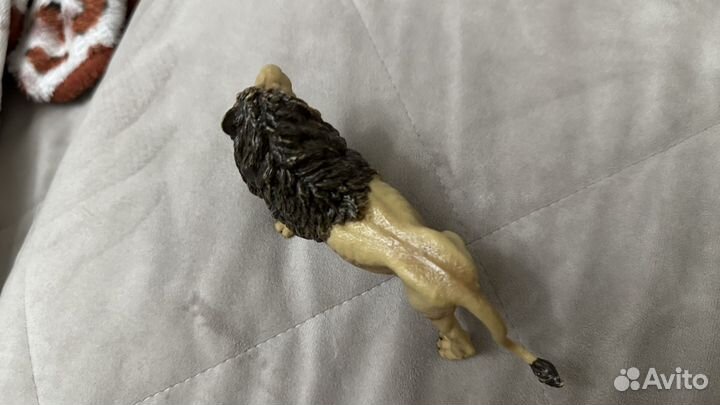 Лев в хорошем состаянии