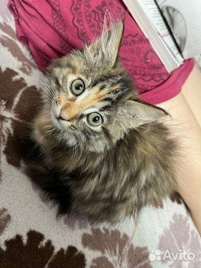 Котенок в добрые руки