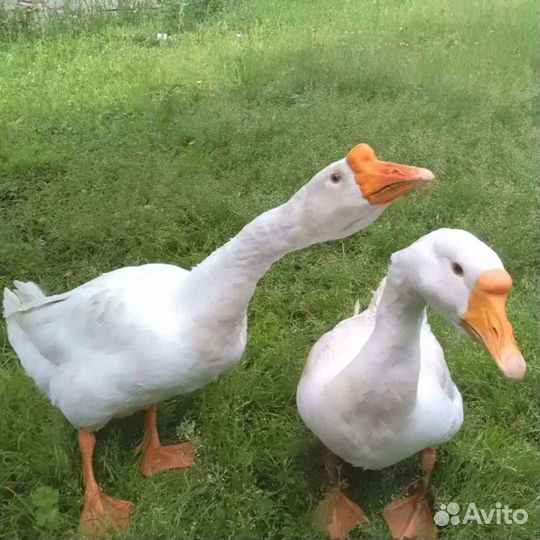 Гуси, утки, перепелки техаские, цыплята несушки