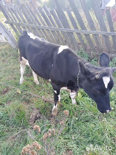 Корова голштинской породы