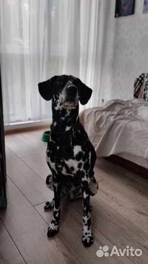 Далматинец