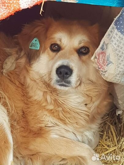 Собака дворняжка