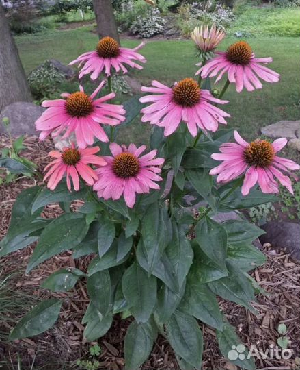 Эхинацея