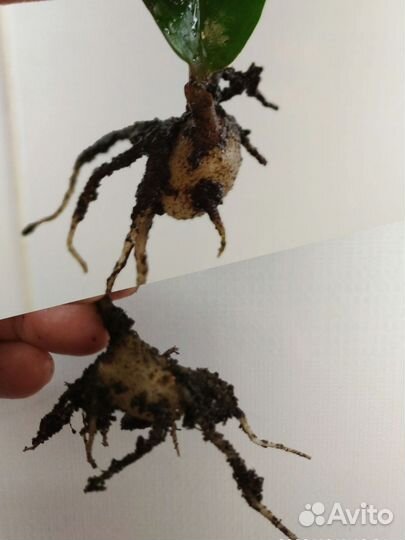 Замиокулькас