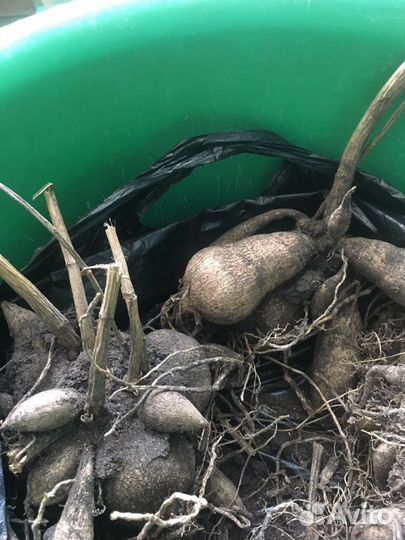 Георгины клубни