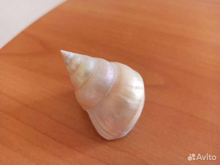 Морские раковины