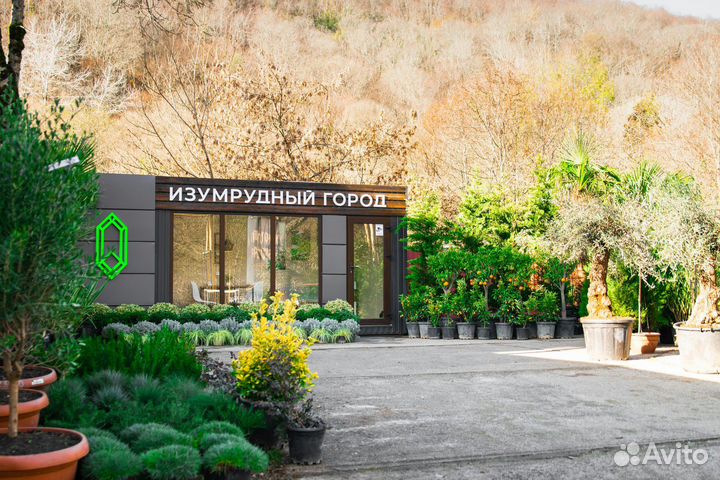 Бамбук золотой - высота 1.5 метра