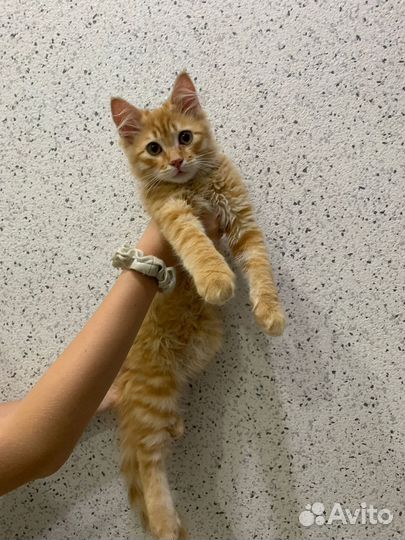 Котенок мальчик рыжий в дар