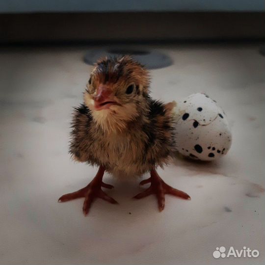 Перепел эстонский