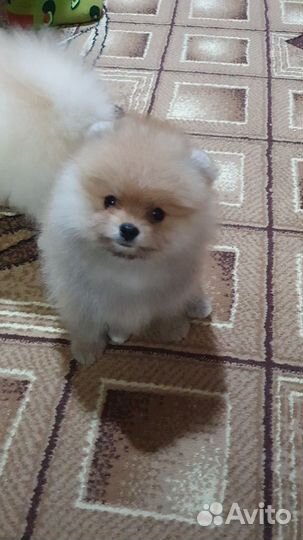 Малыши шпицы