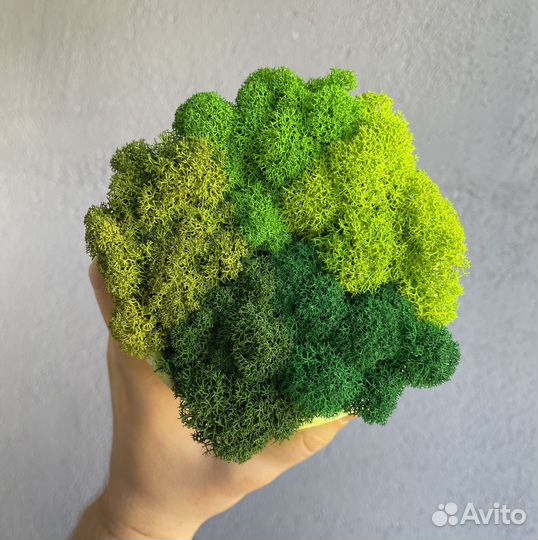 Стабилизированный Мох: Большой выбор цветов, Серый