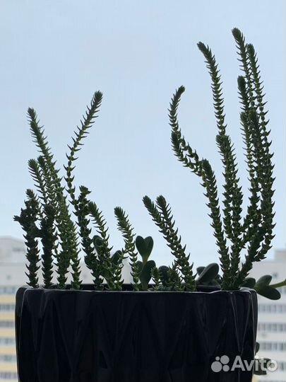 Суккуленты