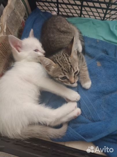 Кошка в дар
