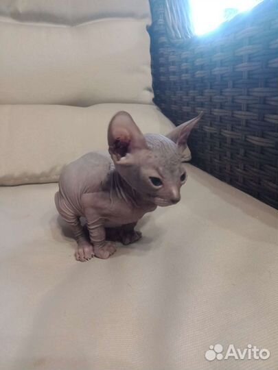 Донской сфинкс