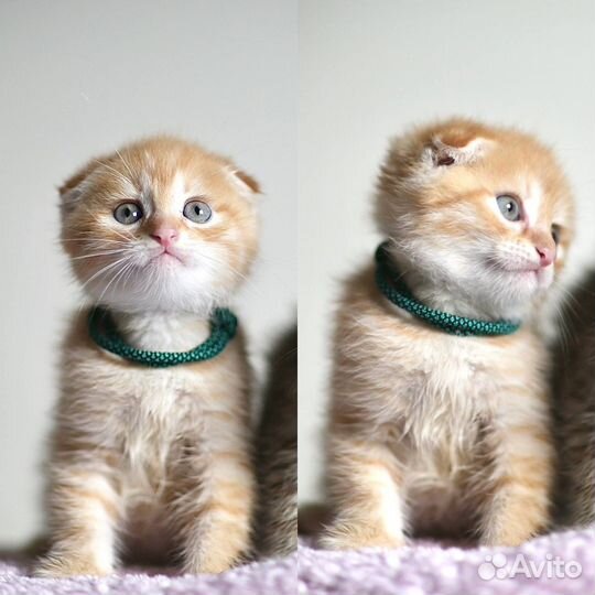Шотландский вислоухий котенок мальчик