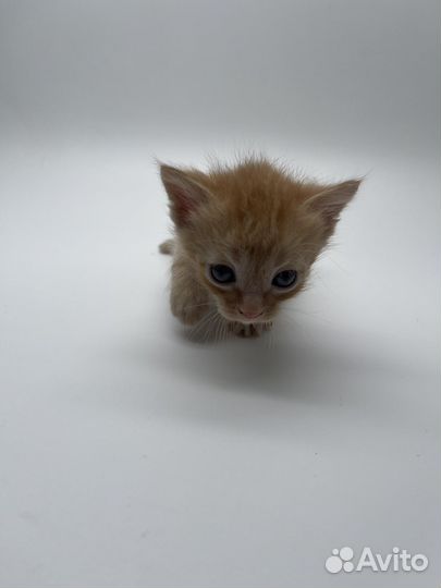 Котята в добрые руки даром