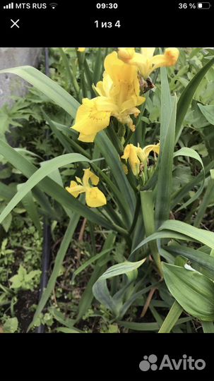 Ирисы лилейники