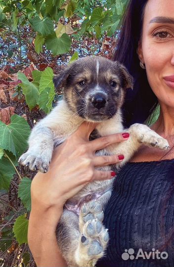 Щенок мальчишка