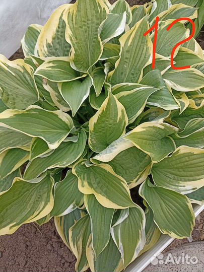 Хоста растение