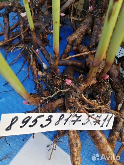 Корни пиона средне позднего долго цветет