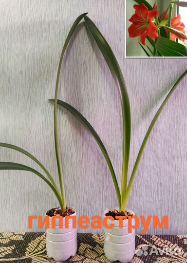 Комнатные цветы