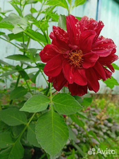 Георгины (клубни)