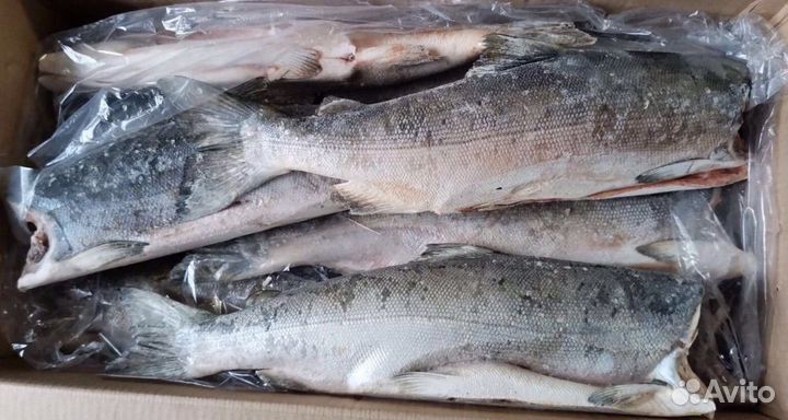 Рыба кета мороженная без головы, потрашеная