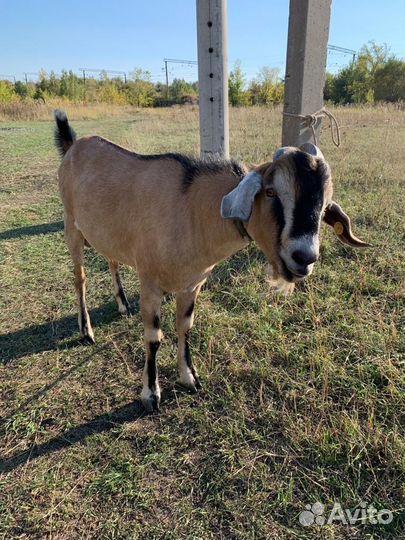 Нубийский козел