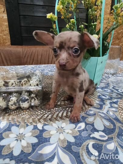 Чихуахуа Мраморный
