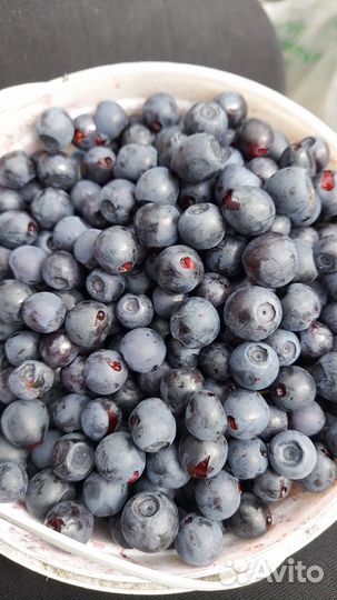 Ягоды голубика свежие.заказы на стопе