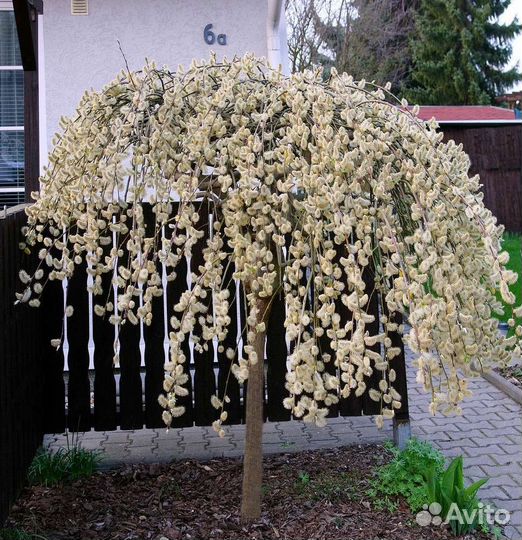 Верба плакучая на штамбе (ива)