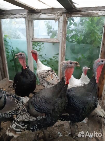 Индюки домашние