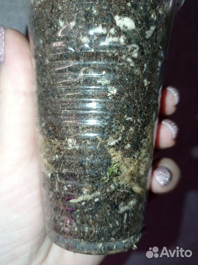 Антуриум аляска