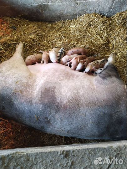 Поросята кб