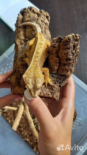 Геккон бананоед