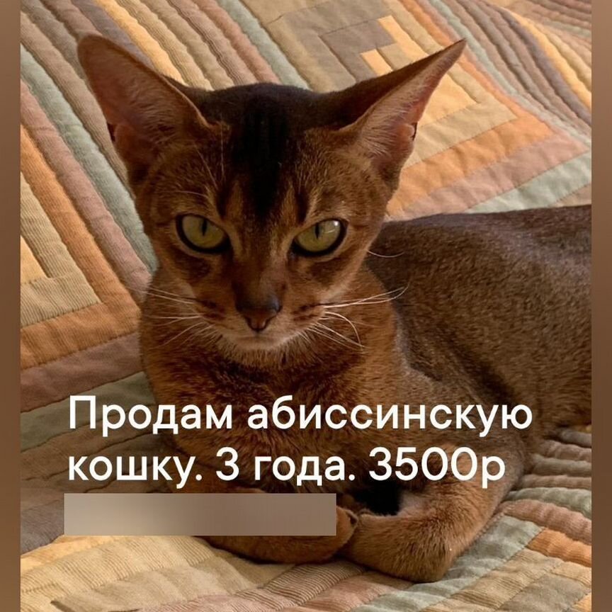 Продам кошку 3 лет