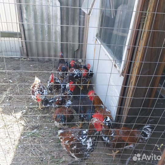 Молодые петухи