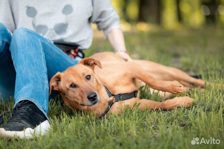 Маленькая собака в добрые руки