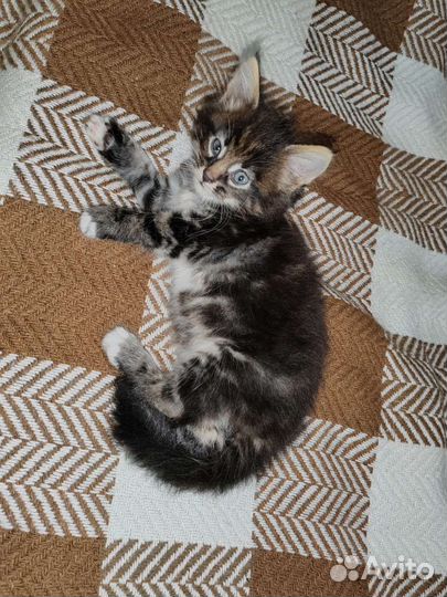 Кошка в дар мей-кун