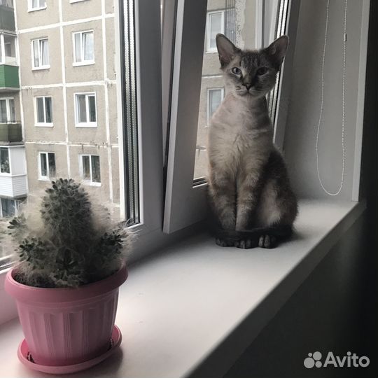 Кот Аркадий ищет дом