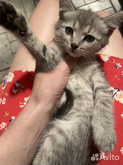 Котята 50% шотландцы