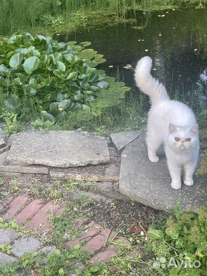 Котик-экзотик